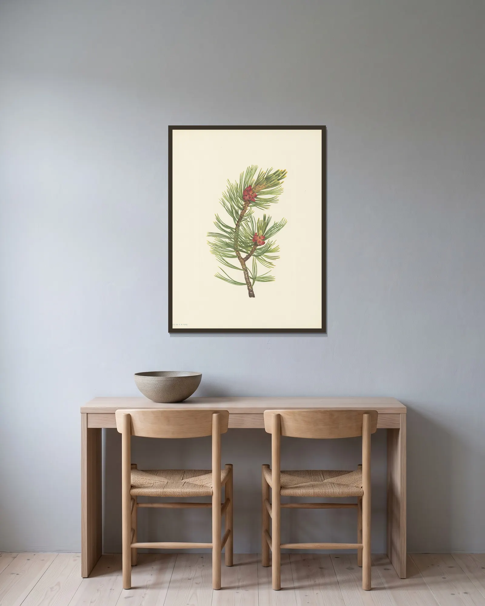 Whitebark Pine (Pinus albicaulis) av Mary Vaux Walcott inramad på en vägg