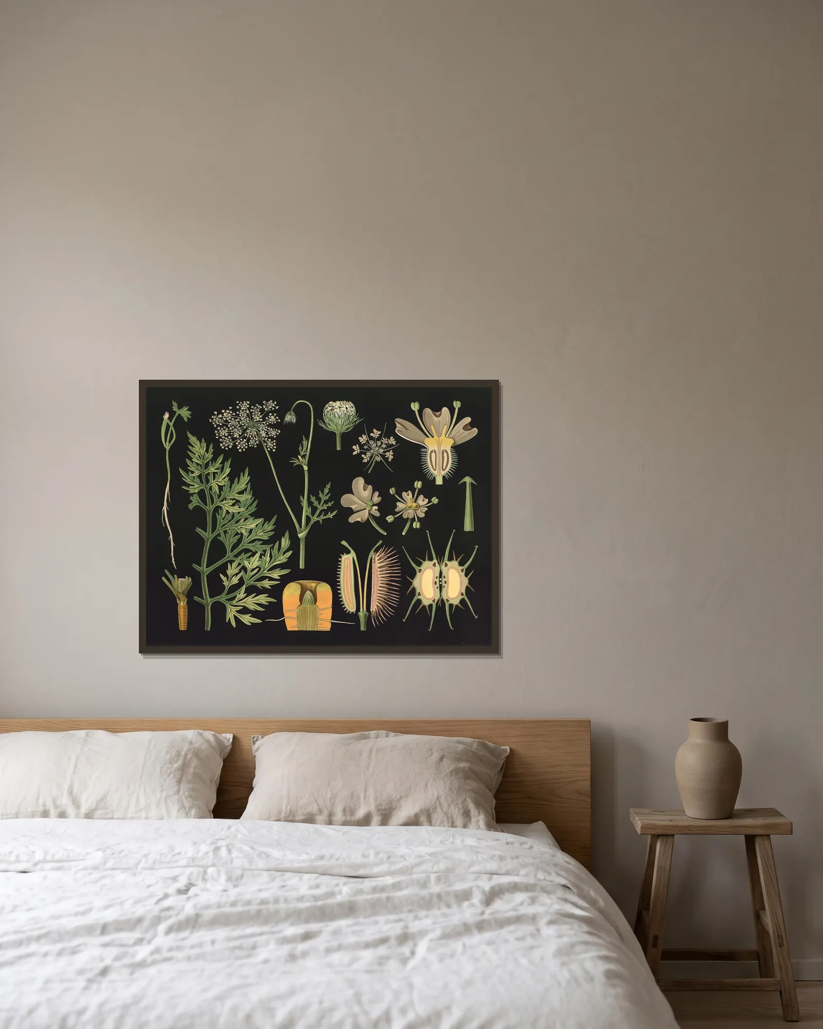 Carrot (Daucus carota) av Gottlieb von Koch inramad på en vägg