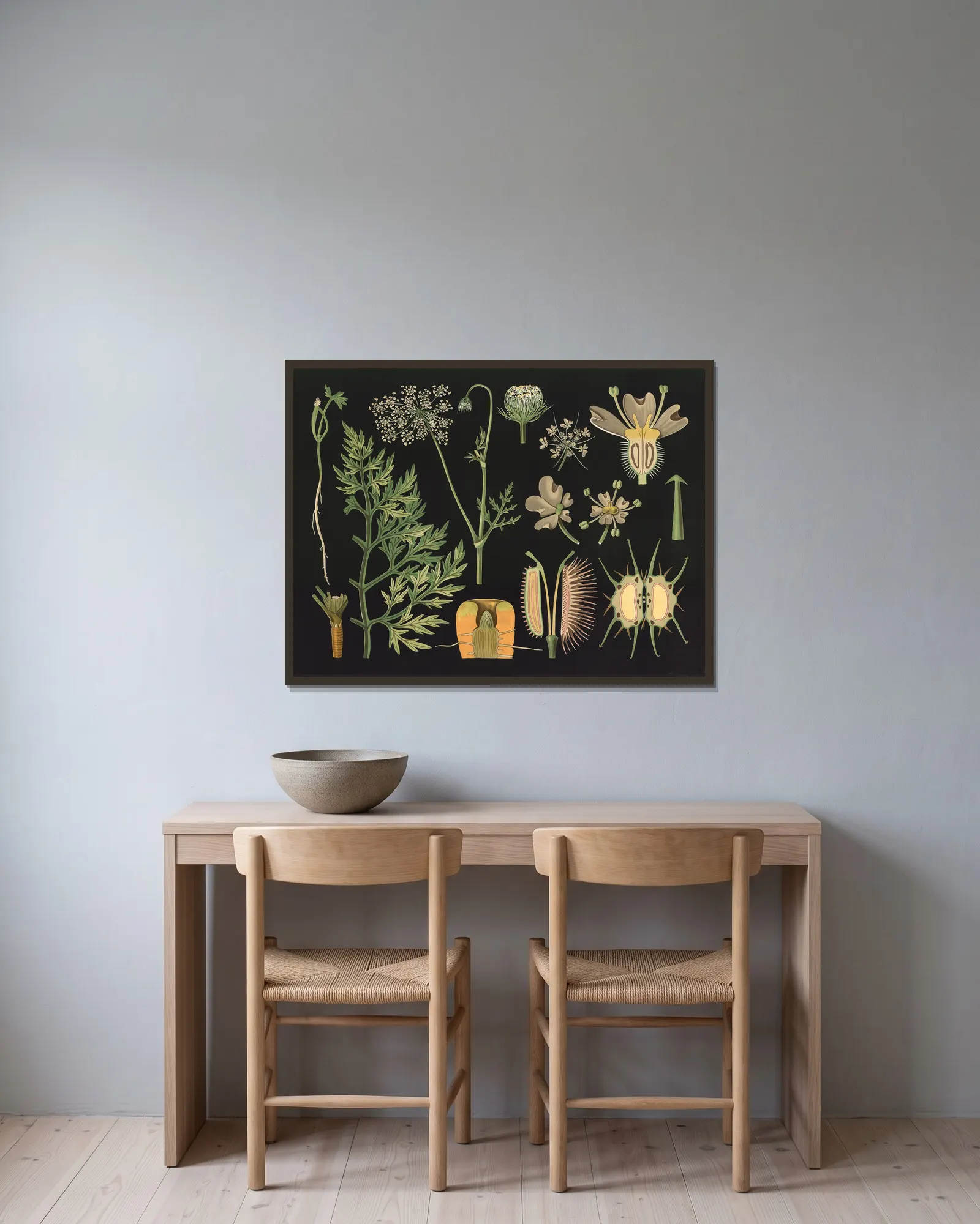 Carrot (Daucus carota) av Gottlieb von Koch inramad på en vägg