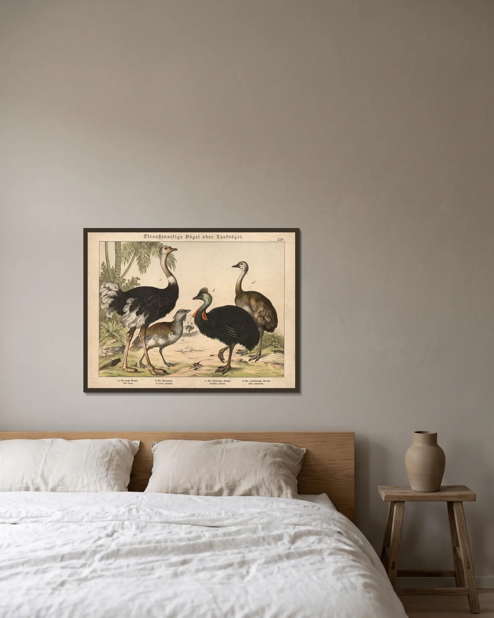 Straussenartige Vögel oder Laufvögel av Gotthilf Heinrich von Schubert inramad på en vägg