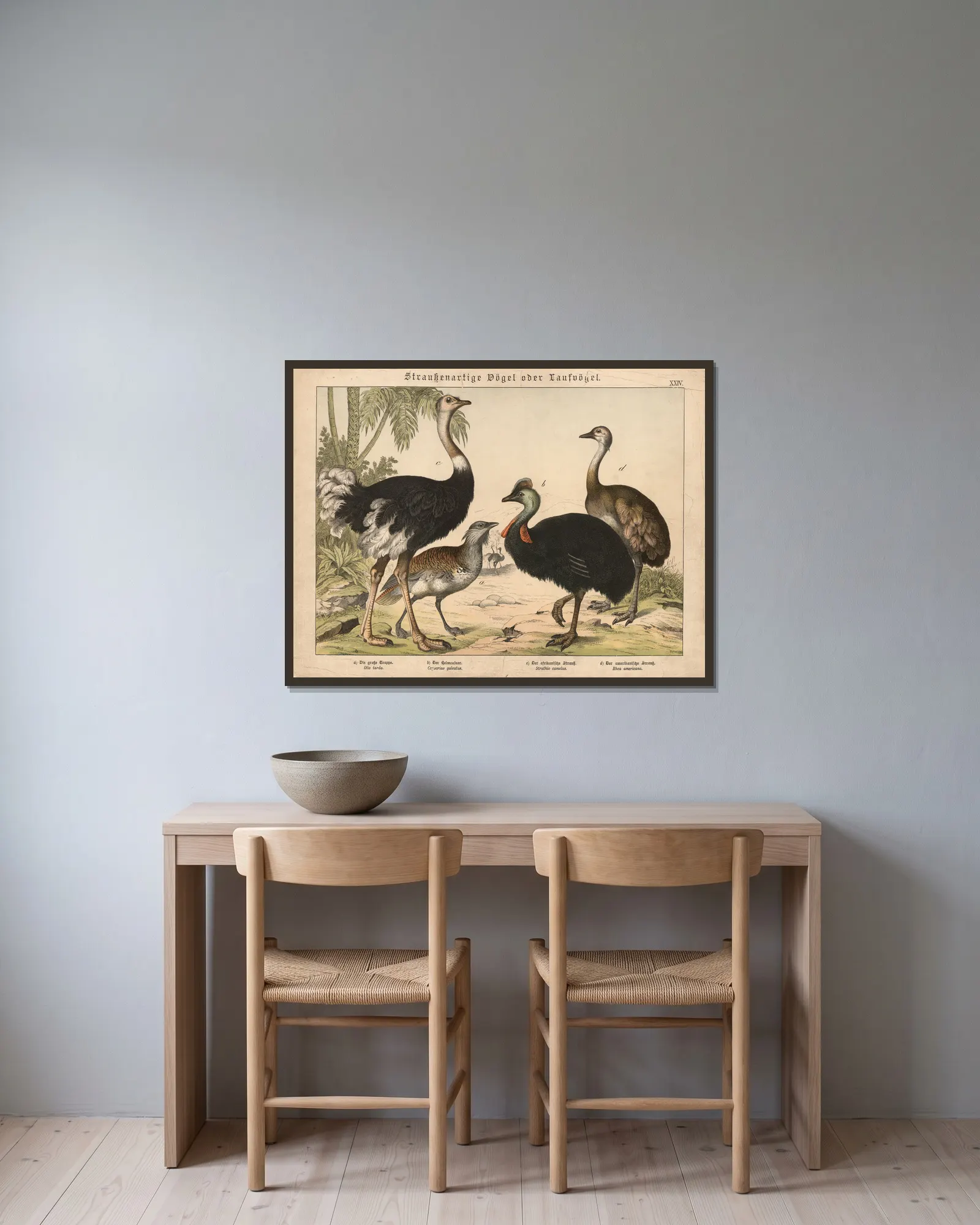 Straussenartige Vögel oder Laufvögel av Gotthilf Heinrich von Schubert inramad på en vägg