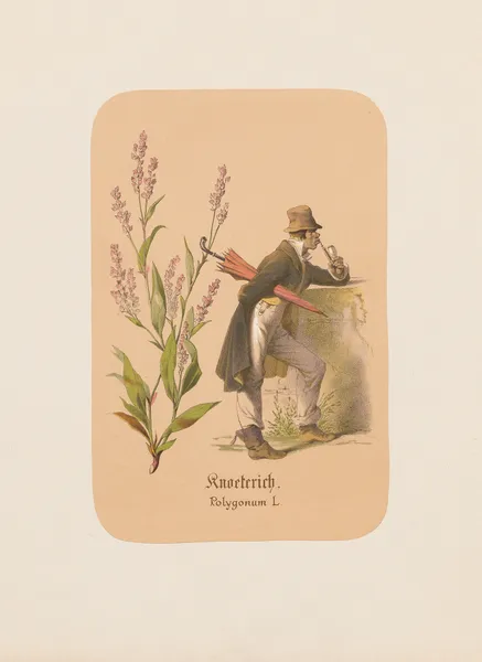Knoeterich. Polygonum av Adolf Schrödter