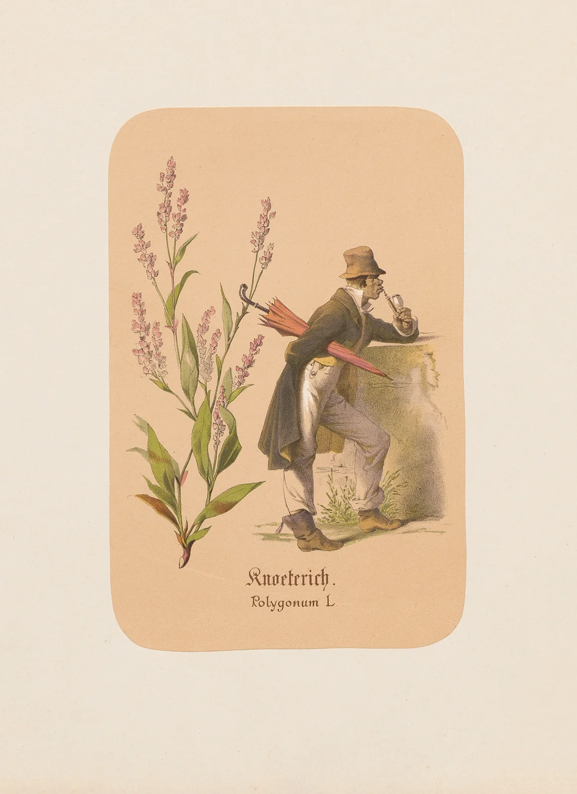 Knoeterich. Polygonum av Adolf Schrödter