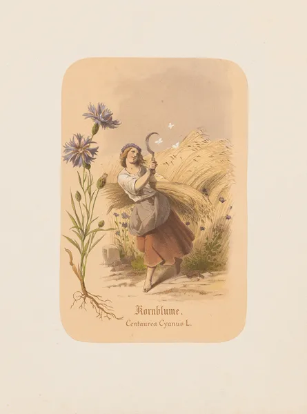 Kornblume. Centaurea Cyanus av Adolf Schrödter