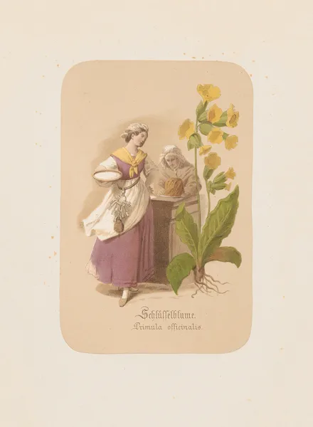 Schlüsselblume. Primula officinalis av Adolf Schrödter