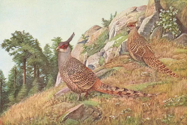 Cheer Pheasant av Louis Agassiz Fuertes
