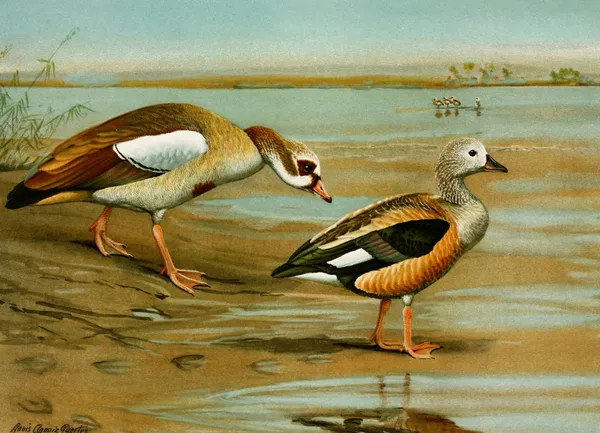 Egyptian Goose, Orinoco Goose av Louis Agassiz Fuertes