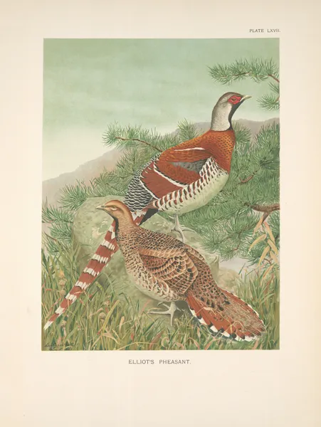 Elliot’s Pheasant (Syrmaticus ellioti). av Louis Agassiz Fuertes