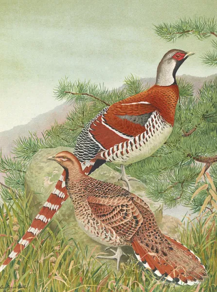 Elliot’s Pheasant av Louis Agassiz Fuertes
