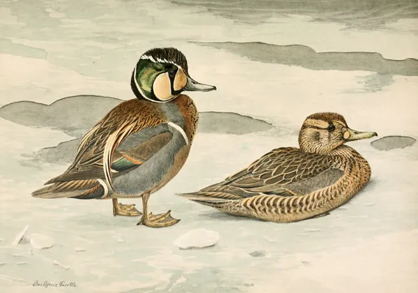 Formosan Teal av Louis Agassiz Fuertes