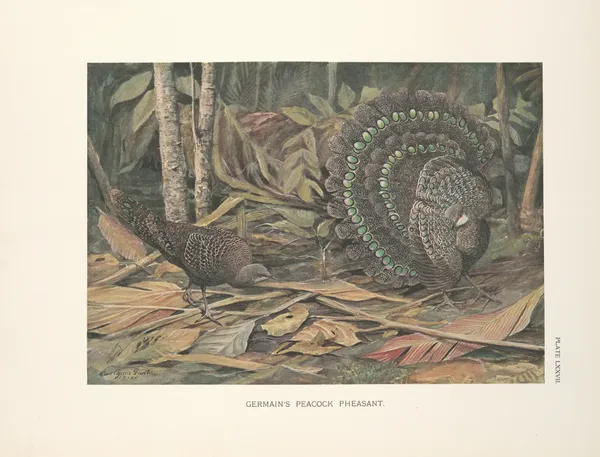 Germain’s Peacock Pheasant (Polyplectron bicalcaratum germaini). av Louis Agassiz Fuertes