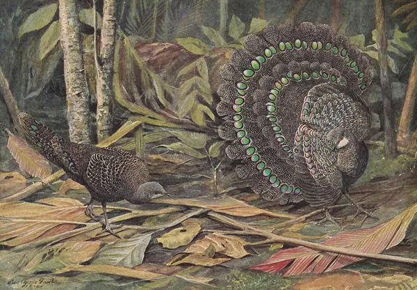 Germain’s Peacock Pheasant av Louis Agassiz Fuertes