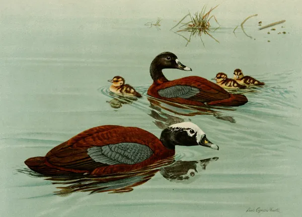Hartlaub’s Teal av Louis Agassiz Fuertes
