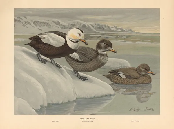 Labrador Duck av Louis Agassiz Fuertes