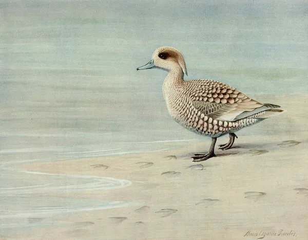 Marbled Duck av Louis Agassiz Fuertes