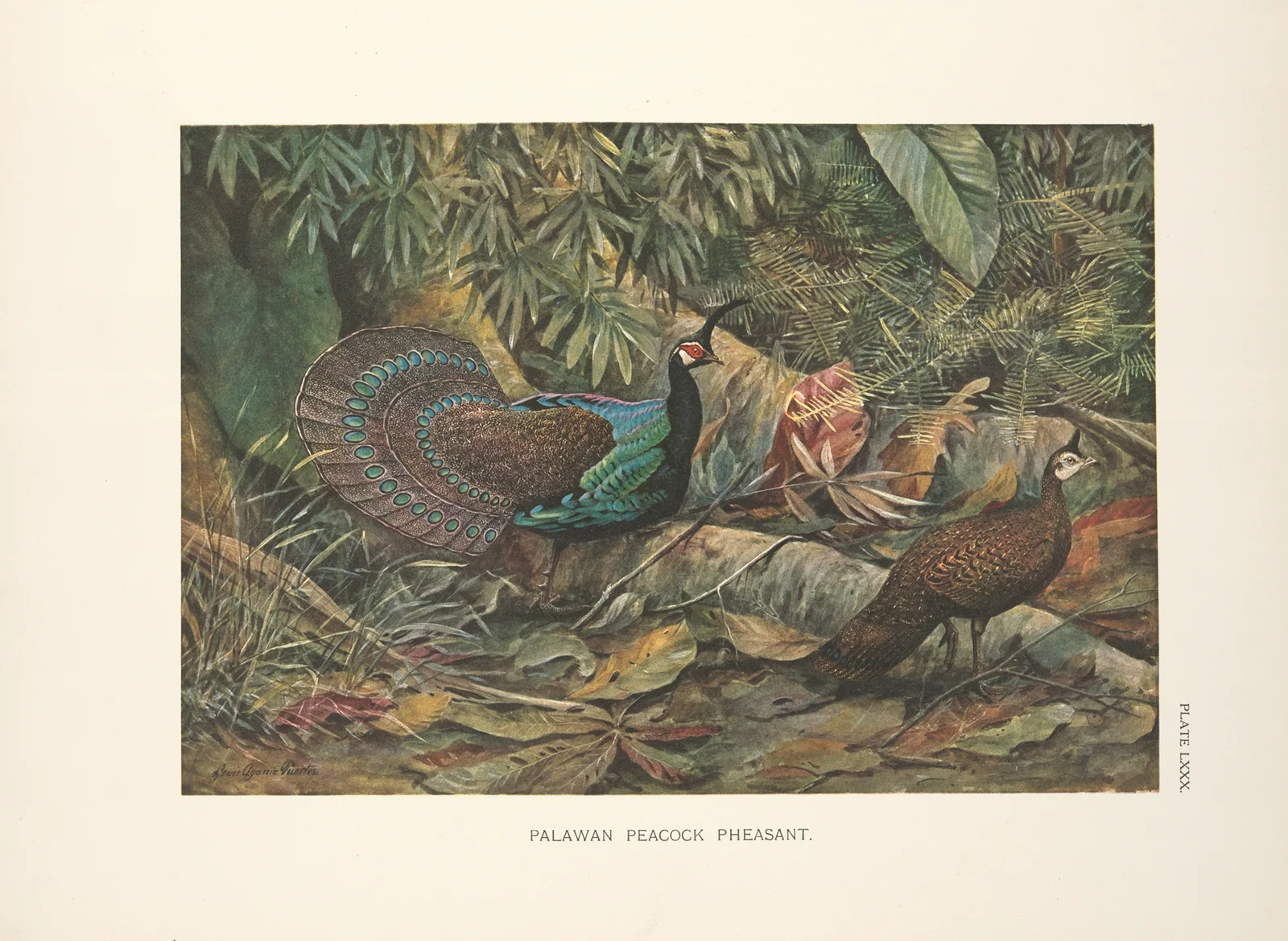 Palawan Peacock Pheasant (Polyplectron napoleonis). av Louis Agassiz Fuertes