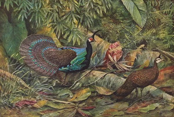 Palawan Peacock Pheasant av Louis Agassiz Fuertes