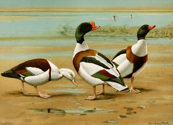 Radjah Sheldrake, Common Sheldrake av Louis Agassiz Fuertes