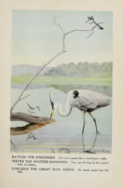 Rattles the Kingfisher, Teeter the Spotted Sandpiper, Longlegs the Great Blue Heron av Louis Agassiz Fuertes