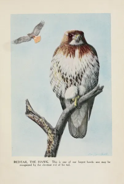 Redtail the Hawk av Louis Agassiz Fuertes