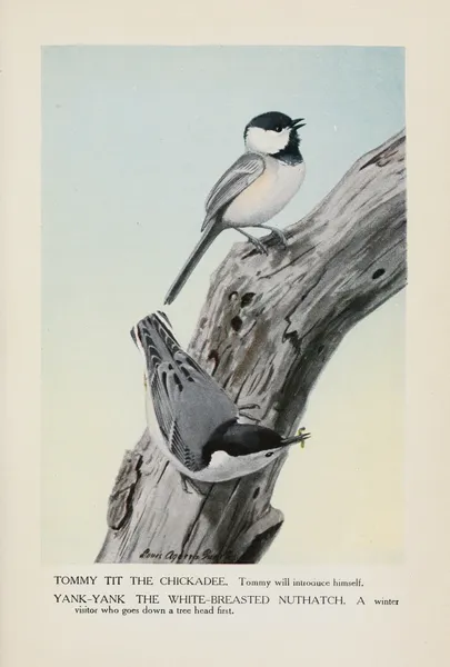 Tommy Tit the Chickadee, Yank-Yank the White-Breasted Nuthatch av Louis Agassiz Fuertes