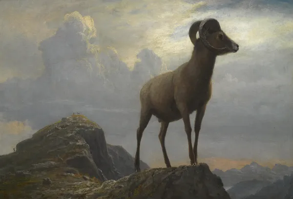 Study Of A Bighorn Ram av Albert Bierstadt