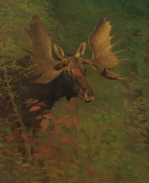 Study Of A Moose av Albert Bierstadt