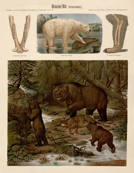 Brown bear (Ursus arctos) av Albert Kull