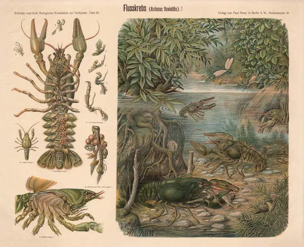 Crayfish (Astacus fluviatilis) av Albert Kull