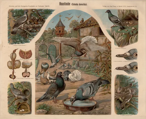 Domestic pigeon (Columba domestica) av Albert Kull