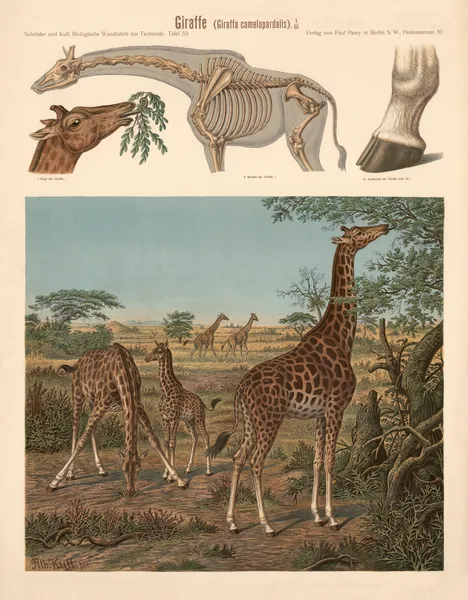 Giraffe (Giraffa Camelopardalis) av Albert Kull