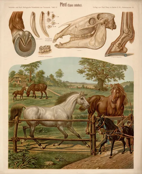 Horse (Equus caballus) av Albert Kull