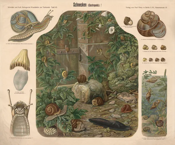 Snails (Gastropoda) av Albert Kull