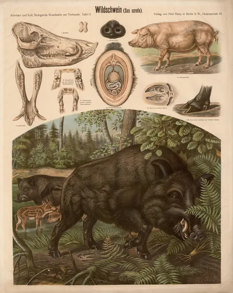 Wild boar (Sus scrofa) av Albert Kull