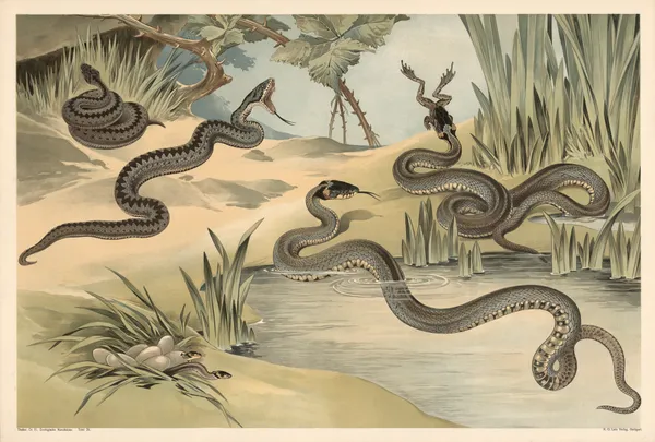 Adder and grass snake av Alfred Fiedler