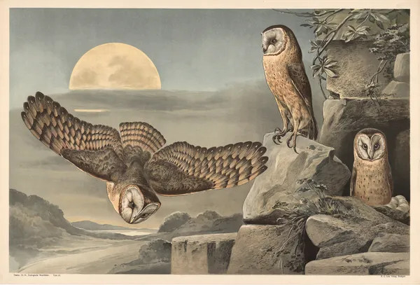 Barn Owl av Alfred Fiedler