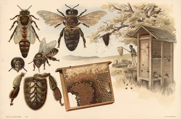 Bees av Alfred Fiedler