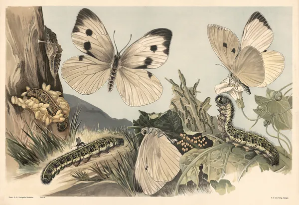 Cabbage butterfly av Alfred Fiedler