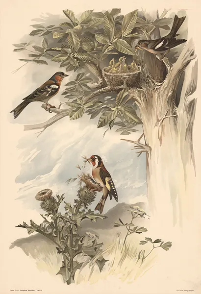 Chaffinch and goldfinch av Alfred Fiedler