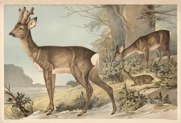 Deer av Alfred Fiedler