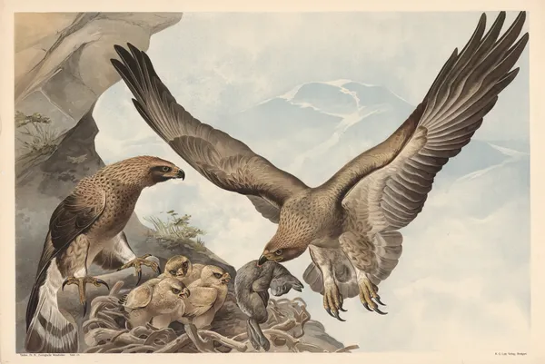 Golden eagle av Alfred Fiedler