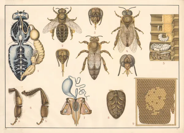 Honeybee av Alfred Fiedler