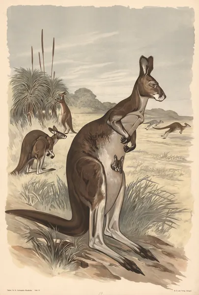 Kangaroo av Alfred Fiedler