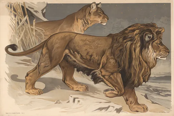 Lion av Alfred Fiedler