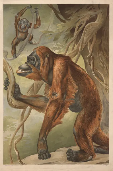 Orangutan av Alfred Fiedler