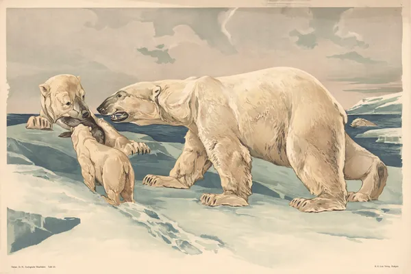 Polar bear av Alfred Fiedler