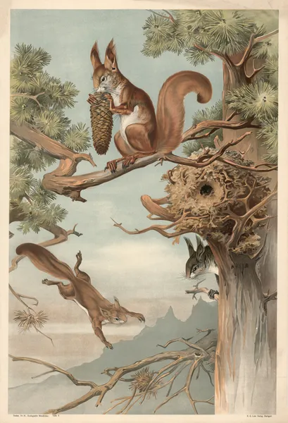 Squirrel av Alfred Fiedler