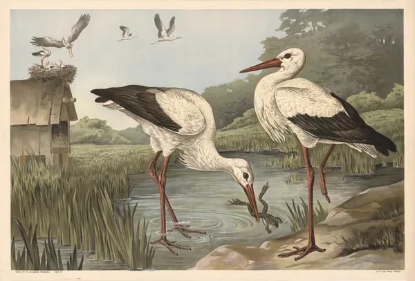 Stork av Alfred Fiedler