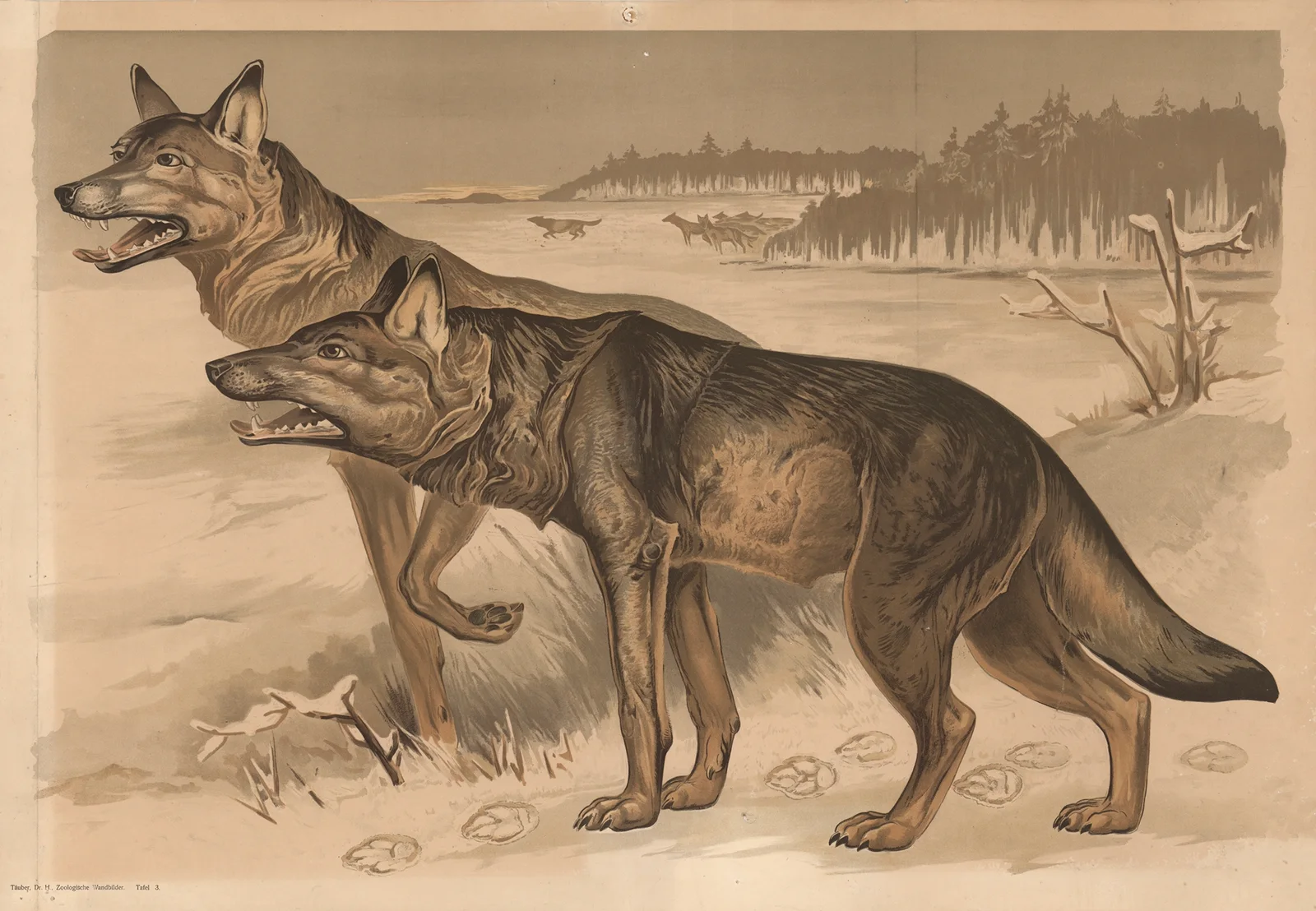 Wolf av Alfred Fiedler