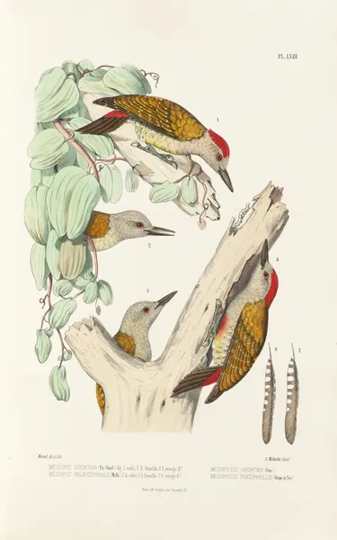 Monographie des picidées pl02 av Alfred Malherbe